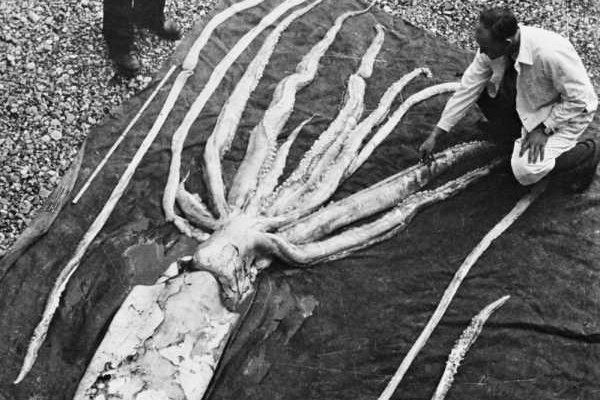 Kraken вход зеркало